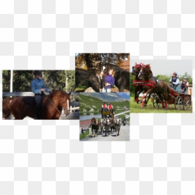 Picture - Stallion, HD Png Download - horse and carriage png
