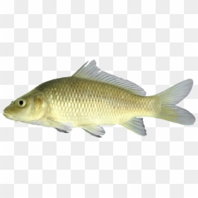 By Chad Thomas - Carpa Rio Mondego, HD Png Download - magicarp png