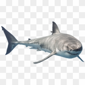 Shark Animal Sea Freetoedit - Great White Shark Png, Transparent Png - sharknado png
