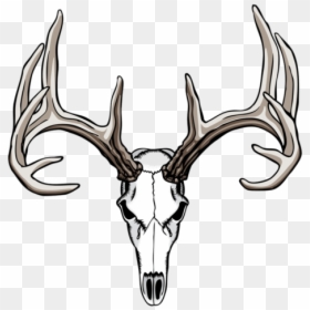 White Tailed Antler Skull - Deer Skull Drawing Easy, HD Png Download - deer antlers silhouette png