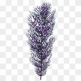 Cave Bush Flora - Art, HD Png Download - lavender bush png