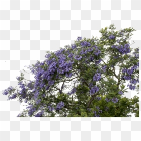 #mq #purple #flower #flowers #bush - Wisteria Png, Transparent Png - lavender bush png