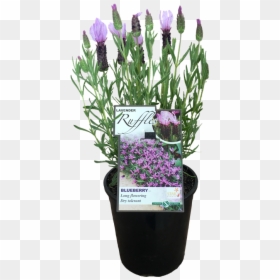 Snow Crocus, HD Png Download - lavender bush png