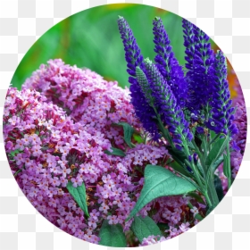 Buddleia, HD Png Download - lavender bush png