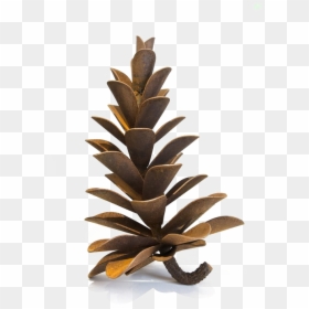Pine Cone Transparent Images - Christmas Tree, HD Png Download - conifer png