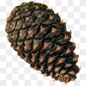 Pine Cone Png Image - Scots Pine Cone No Background, Transparent Png - conifer png