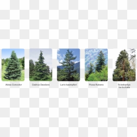 Shortleaf Black Spruce, HD Png Download - conifer png