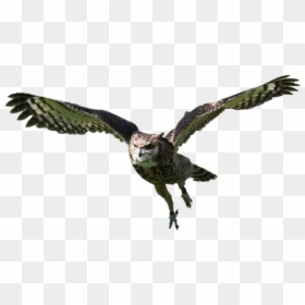 Flying Owl Png, Transparent Png - owl flying png
