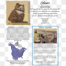 Great Horned Owl - Map, HD Png Download - owl flying png