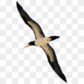 Bird Flying Png Image - Bird In Flight Png, Transparent Png - owl flying png