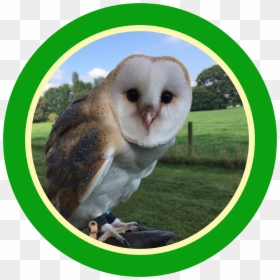 Barn Owl, HD Png Download - owl flying png