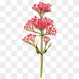 Tiny Flower Png Picture Royalty Free - Red Valerian Flowers Drawing, Transparent Png - botanical png
