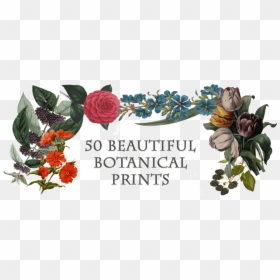 Beautiful Botanical Prints - Roses Lithography, HD Png Download - botanical png