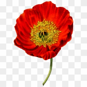 Flower,coquelicot,petal - Opium Poppy Transparent Background, HD Png Download - botanical png