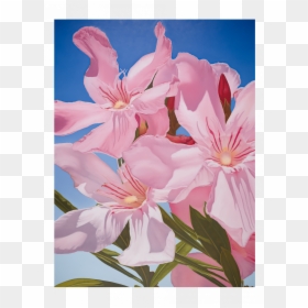 Mustafa Hulusi, HD Png Download - botanical png