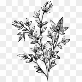 Transparent Drawn Flowers Png, Png Download - botanical png
