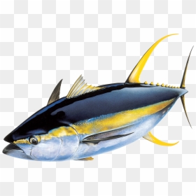 Yellowfin Tuna, HD Png Download - tuna fish png