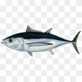 Cento Albacore Tuna Fish - Yellowfin Tuna Vs Bigeye Tuna, HD Png Download - tuna fish png