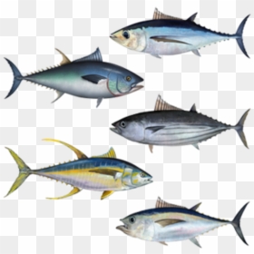 Tuna Assortment - Albacore Tuna, HD Png Download - tuna fish png