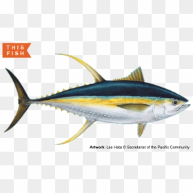 Yellowfin Tuna, HD Png Download - tuna fish png