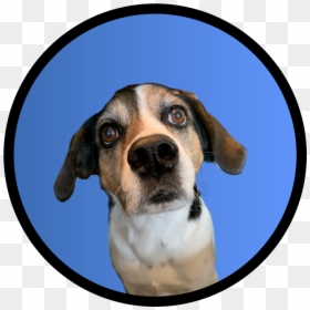English Foxhound, HD Png Download - running dog png