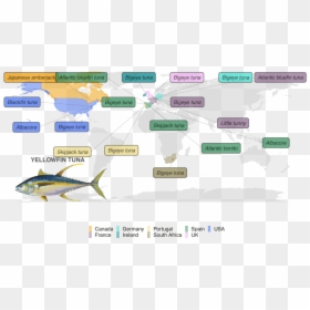 Map Showing Substitutes Color-coded By Country - Thunnus, HD Png Download - tuna fish png