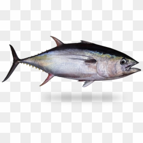 Atun Png, Transparent Png - tuna fish png
