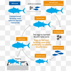 Fish Farms - Life Cycle Of The Bluefin Tuna, HD Png Download - tuna fish png