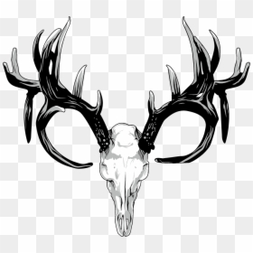 Transparent Deer Antler Clip Art - Deer Skull Transparent Background, HD Png Download - deer rack png