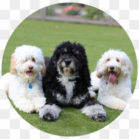 Labradoodle, HD Png Download - dogs playing png