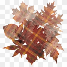 Oak Tree Leaf , Png Download - Oak Leaves Png Transparent Background, Png Download - colorful tree png