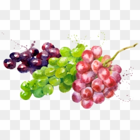 Prod Fruta Uvas - Seedless Fruit, HD Png Download - fruta png