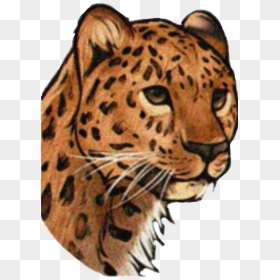 #cheetah - Drawing, HD Png Download - cheetah face png
