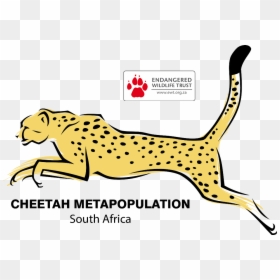 Logo Png Home Sa - Cheetah Jumping Drawing, Transparent Png - cheetah face png