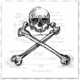 Skull, HD Png Download - femur png