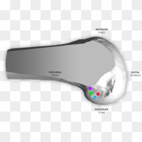 Diagram, HD Png Download - femur png