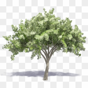 Elm Tree 23d View"  Class="mw 100 Mh 100 Pol Align, HD Png Download - elm tree png