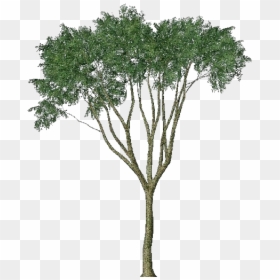 3d Trees - Country Elm - Acca Software - Eucalyptus Tree Render, HD Png Download - elm tree png