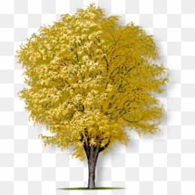 American Elm Tree, HD Png Download - elm tree png