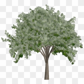 Elm Tree 2back"  Class="mw 100 Mh 100 Pol Align Vertical - Transparent Background Cutout Tree Png, Png Download - elm tree png