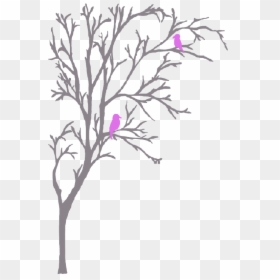 Rosa Glauca , Png Download - Bougainvillea, Transparent Png - elm tree png