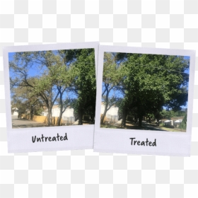 Tree, HD Png Download - elm tree png