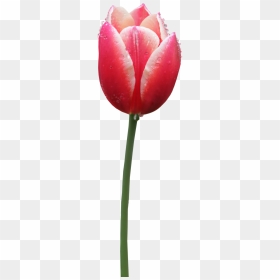 Tulip Png Transparent Images - Tulip Png, Png Download - red tulip png