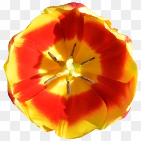 Tulip, HD Png Download - red tulip png