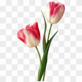 Tulip Png Free Download - Flower Tulip Png, Transparent Png - red tulip png