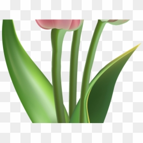 Transparent Tulip Flower Clipart - Pink Tulip Flower, HD Png Download - red tulip png