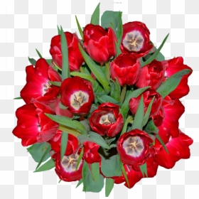 Best Red Tulip Flowers - Garden Roses, HD Png Download - red tulip png