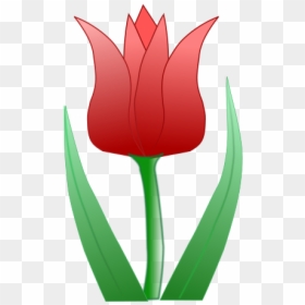 Free Tulipa - Картинка Тюльпан Пнг, HD Png Download - red tulip png
