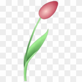 Bud Clipart, HD Png Download - red tulip png