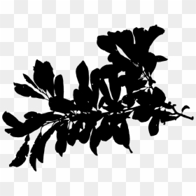 Plant Stem Silhouette Leaf Font Black - Transparent Plant Silhouette, HD Png Download - plant stem png
